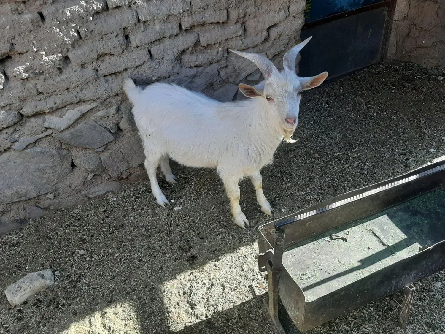 فروشی|حیوانات مزرعه|زهان, |دیوار