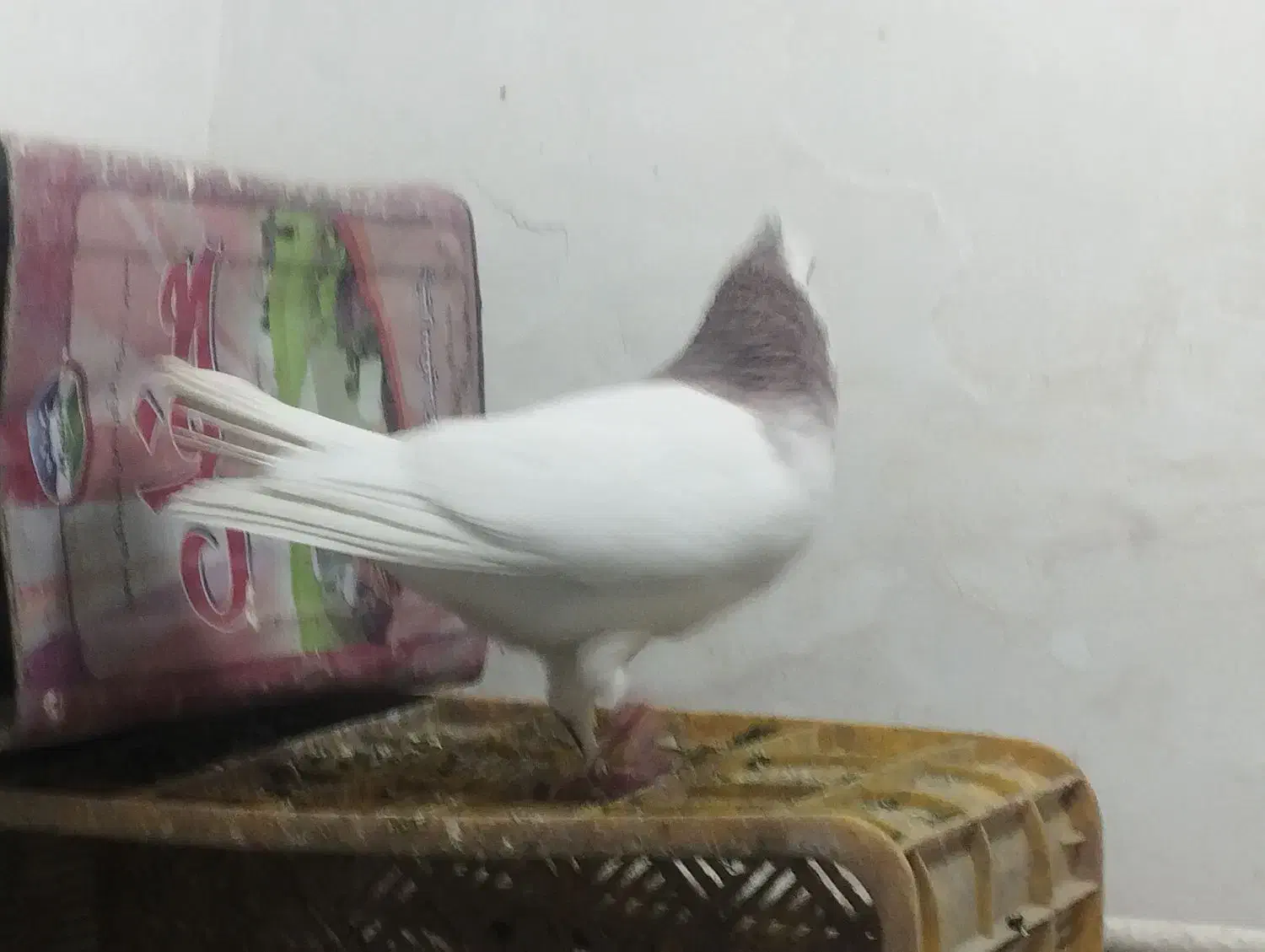 طوقی کاکلی نرو ماده|پرنده|پاکدشت, پاکدشت (مامازند)|دیوار