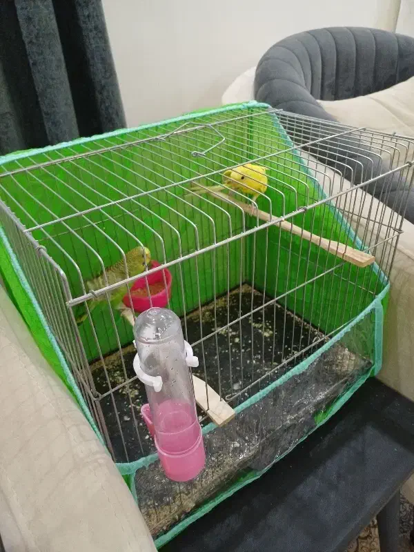 مرغ عشق با قفس|پرنده|بندر ماهشهر, |دیوار