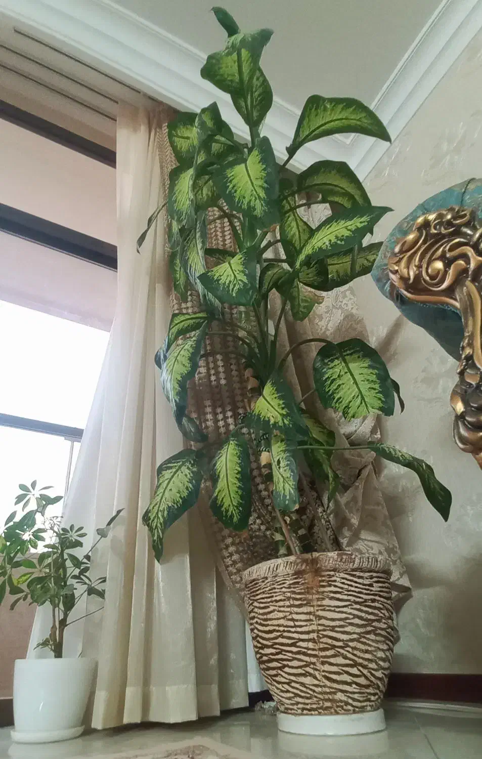 گل دیفین|گل و گیاه طبیعی|اصفهان, طامه|دیوار