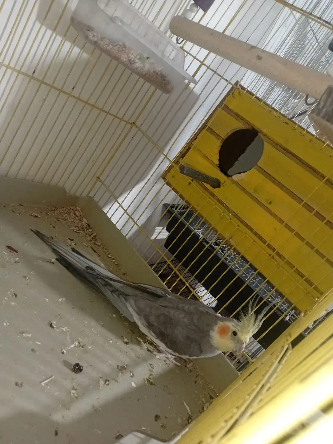 یک جفت عروس هلندی مولد|پرنده|پاکدشت, پاکدشت (مامازند)|دیوار