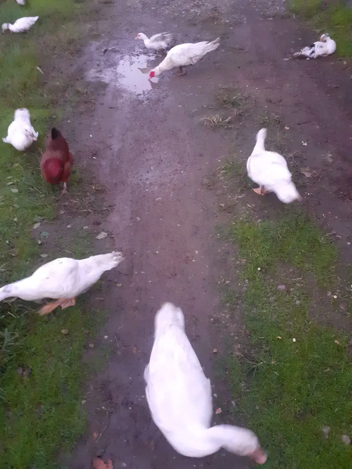 تخم اردک اسرائیلی نطفه دار|حیوانات مزرعه|لاهیجان, بازکیاگوراب|دیوار