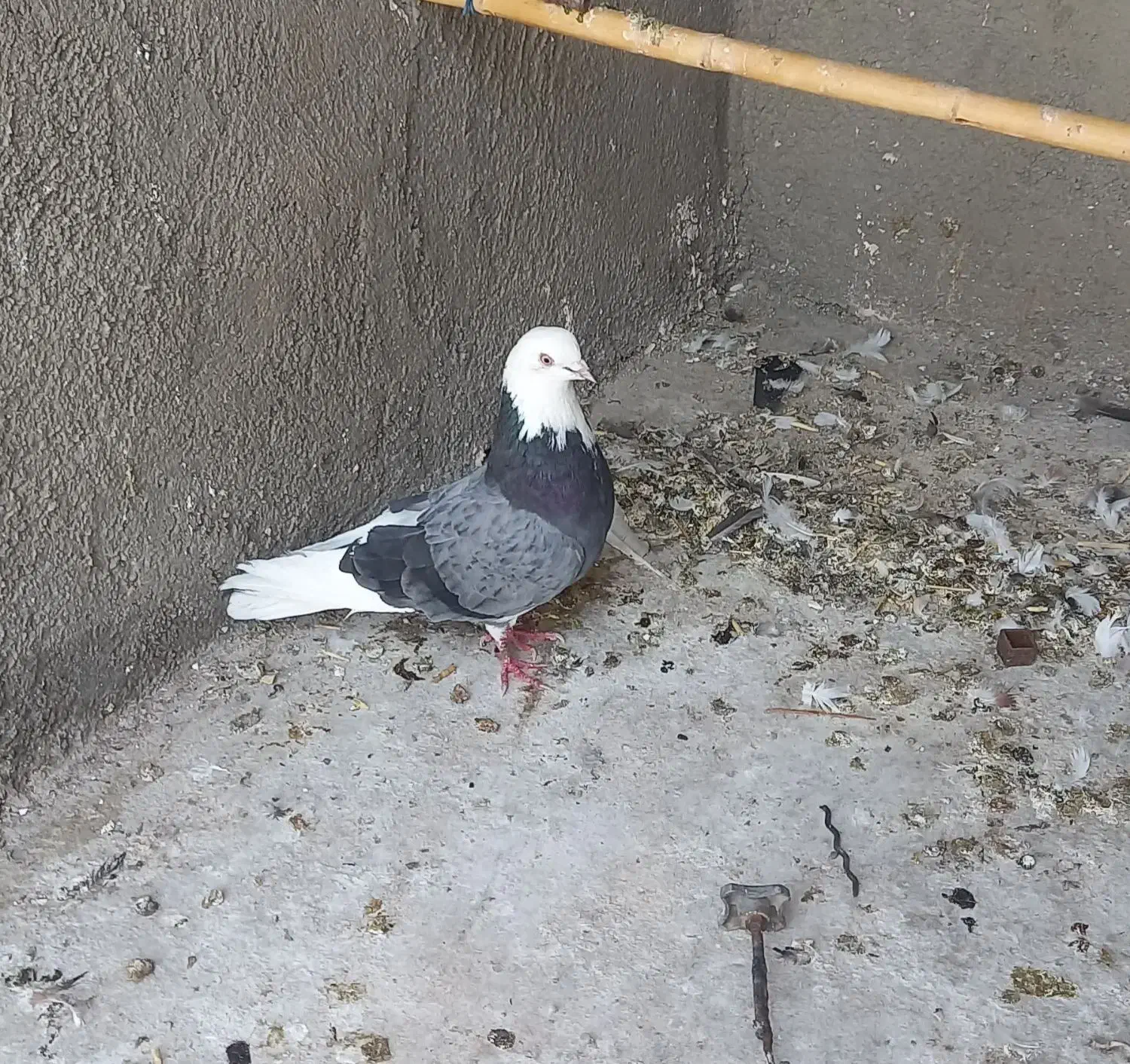 کبوتر نر ابلق سبز|پرنده|گرمسار, |دیوار