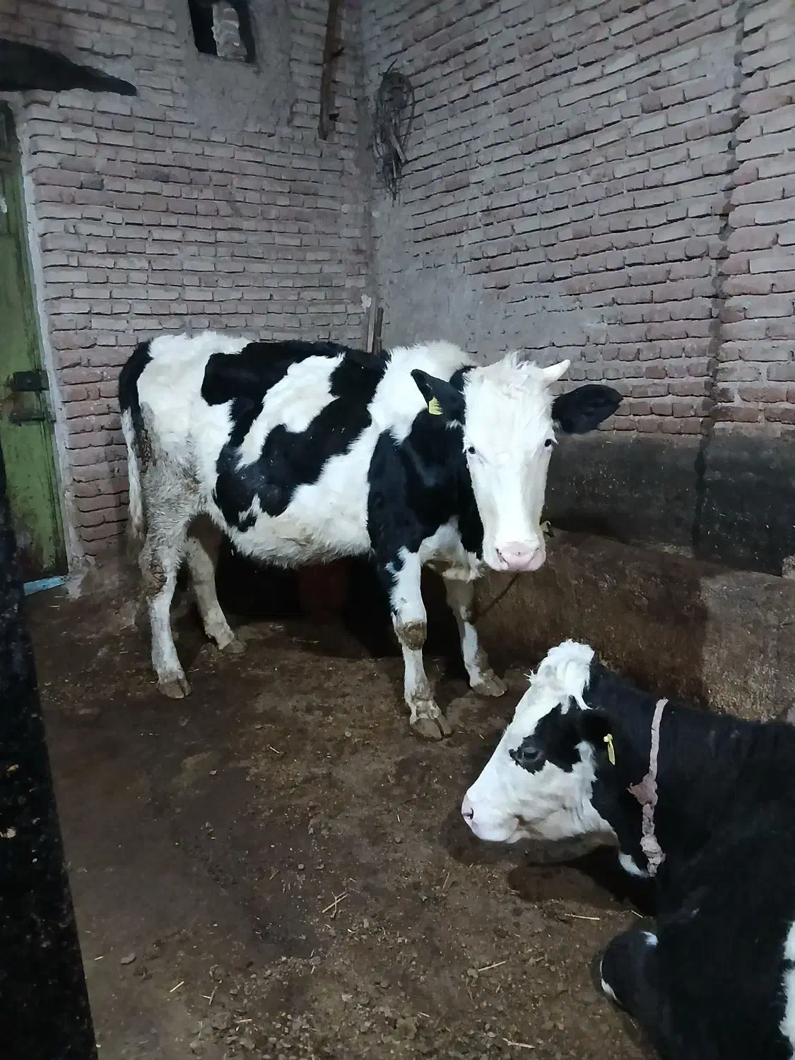 گاو|حیوانات مزرعه|هیر, |دیوار