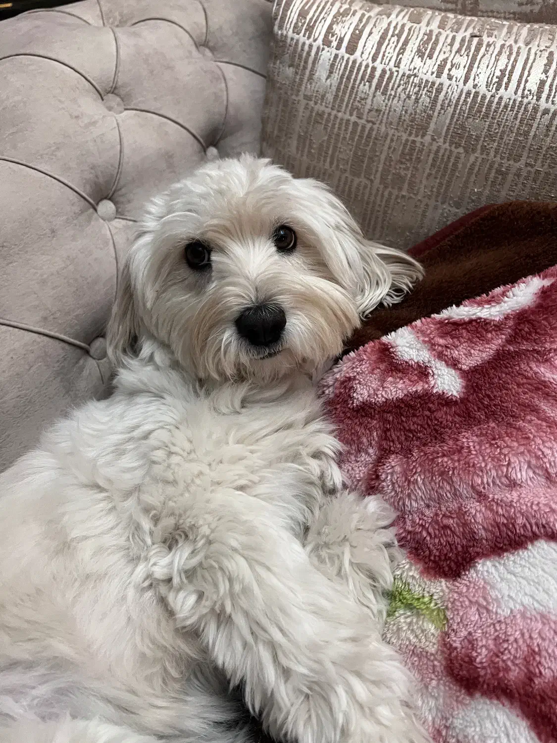 سگ گمشده یا دزدیده شده|حیوانات|قزوین, |دیوار