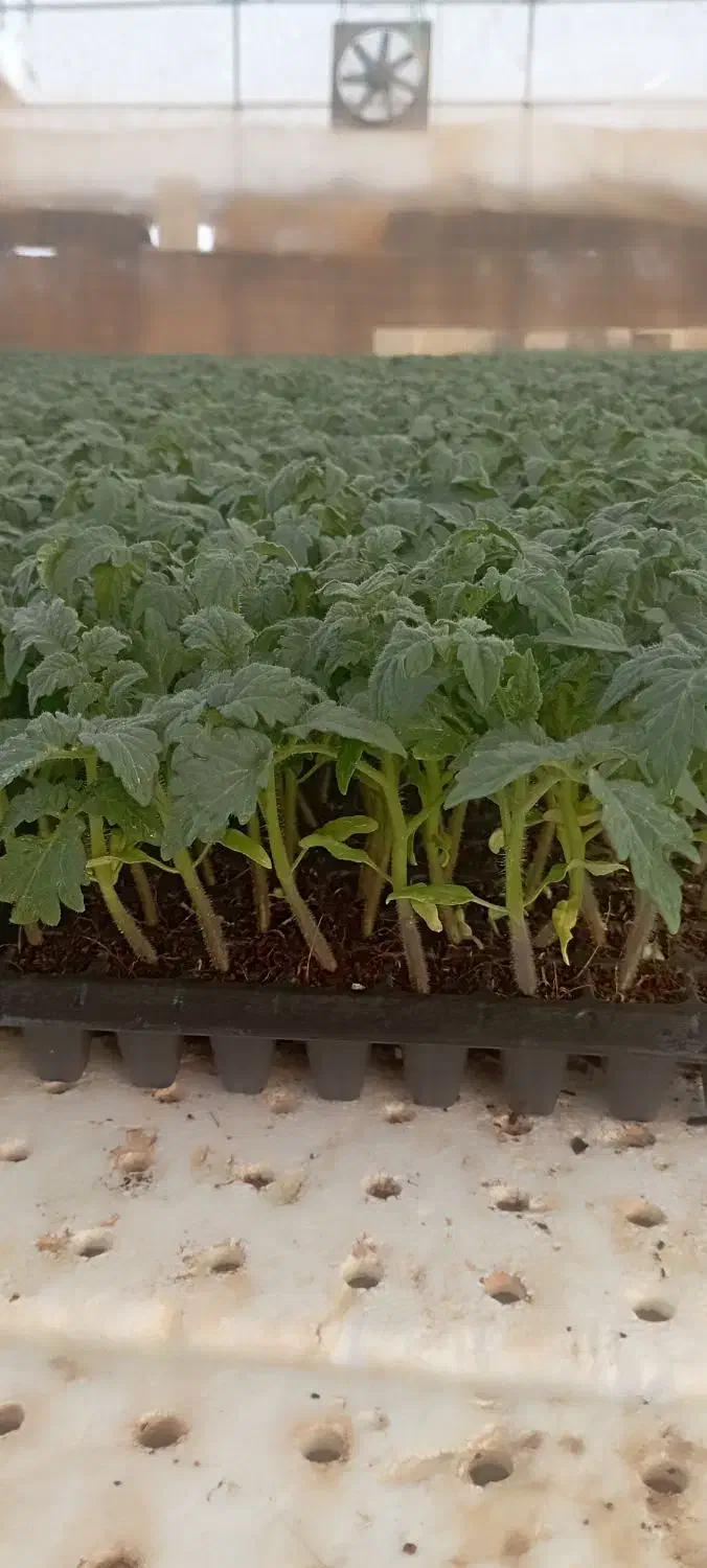 نشا 8320دستی|خدمات باغبانی و درختکاری|کاکی, |دیوار