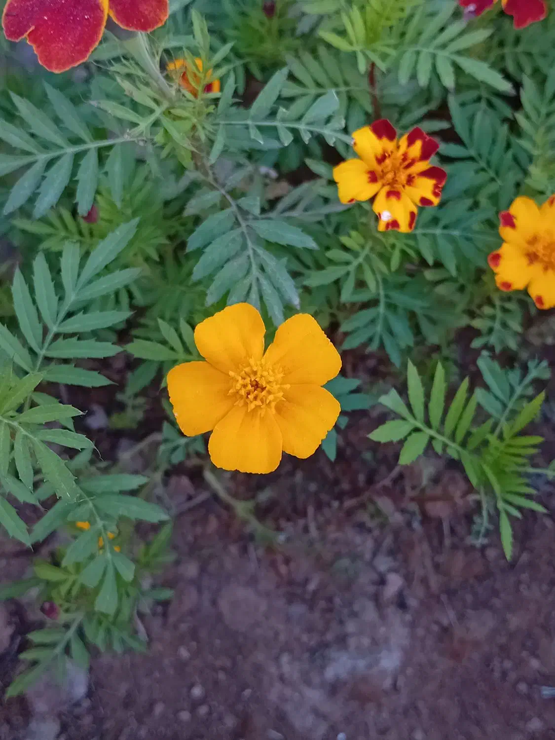 گل جعفری فرانسوی ممتاز|گل و گیاه طبیعی|اهواز, دغاغله|دیوار