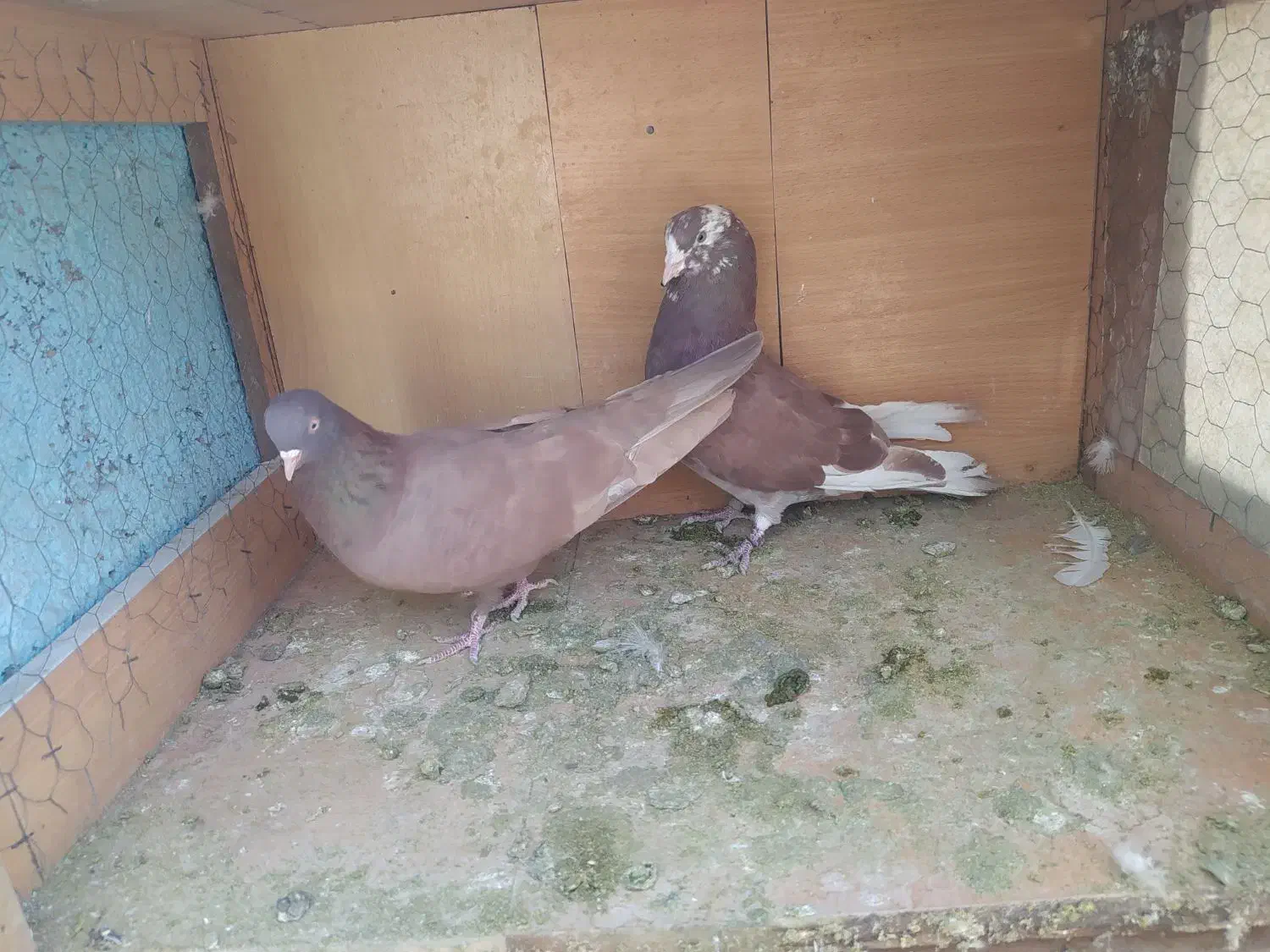 کفترانگلیسی اصل وتهرانی|پرنده|ملارد, |دیوار