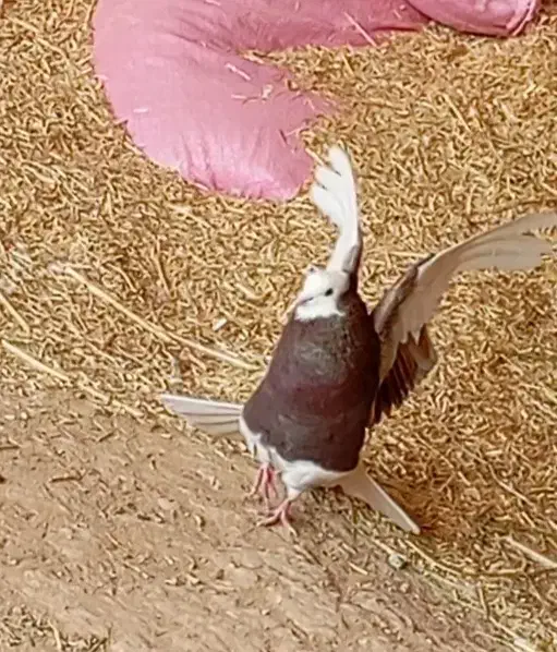 شازده|پرنده|حمیل, |دیوار