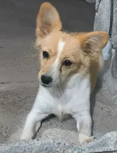 سگ پاکوتاه|سگ|جیرفت, |دیوار