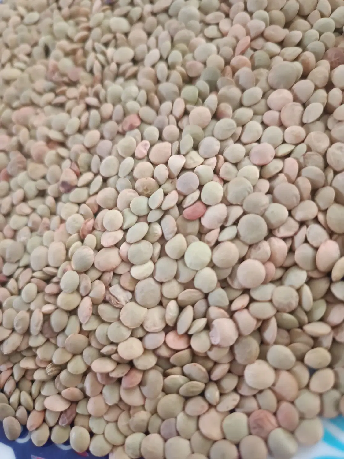 عدس|خوردنی و آشامیدنی|گرمی, |دیوار