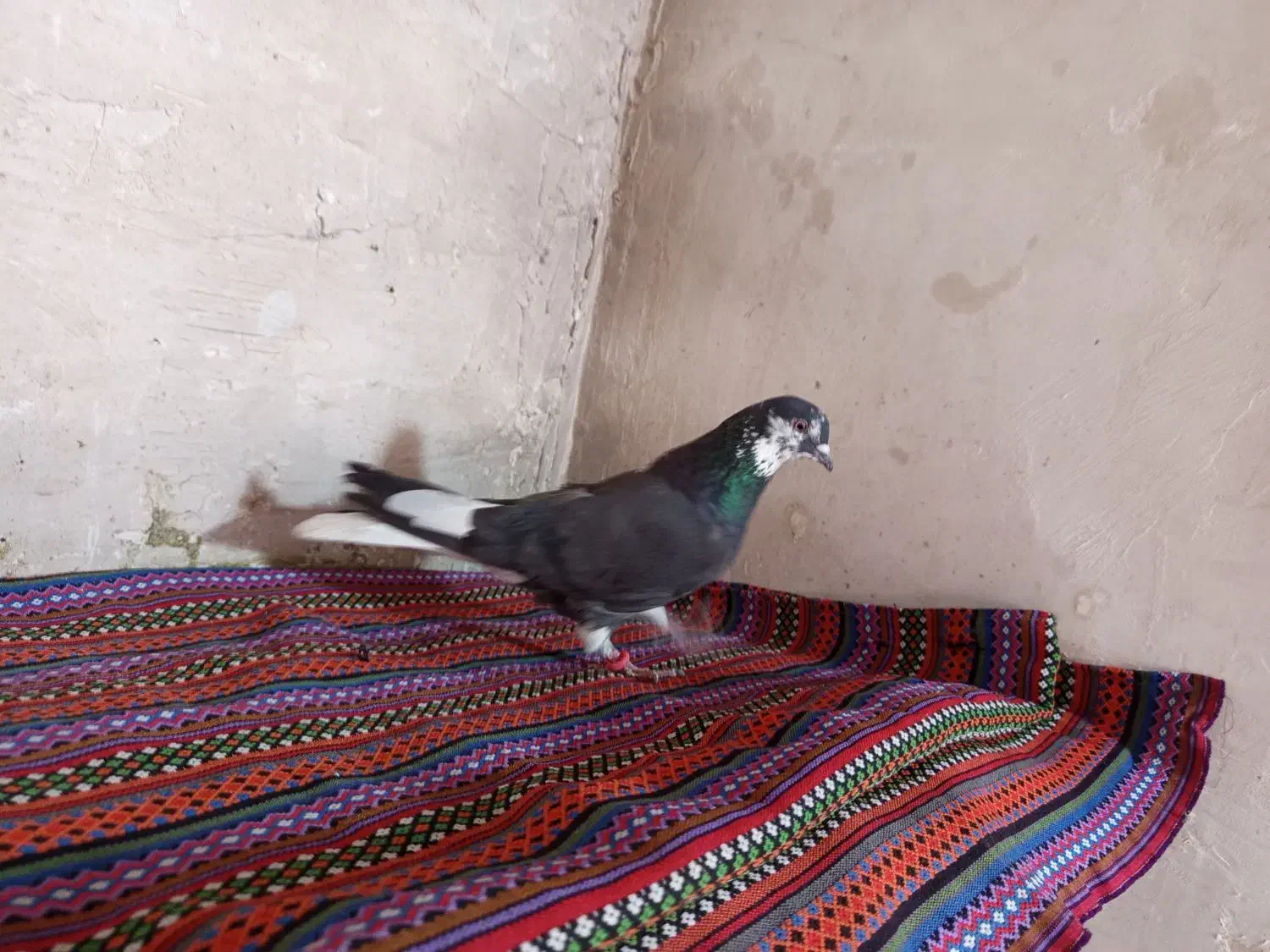 کفتراصفهانی|پرنده|برخوار, |دیوار