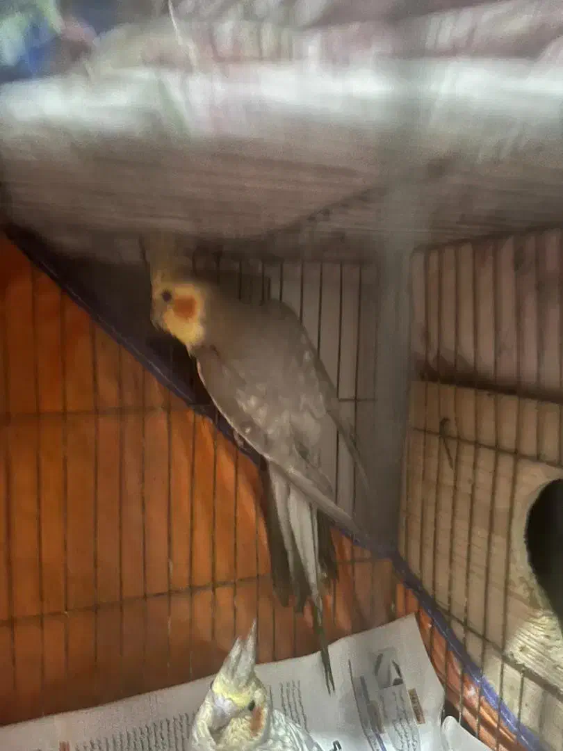 عروس هلندی|پرنده|رشت, ساغری سازان|دیوار