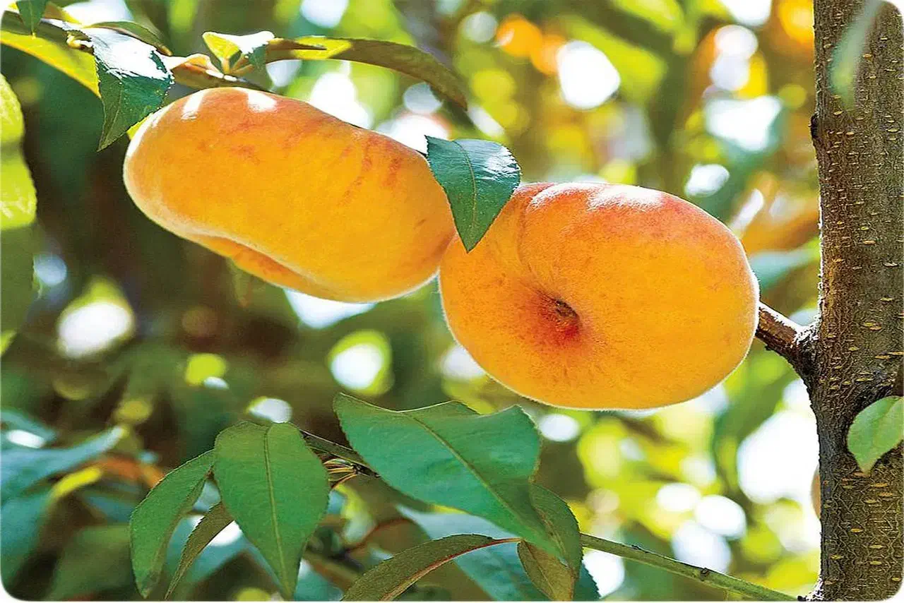 فروش نهال تمامی ارقام با ضمانت کیفیت و پشتیبانی|خدمات باغبانی و درختکاری|اردبیل, |دیوار