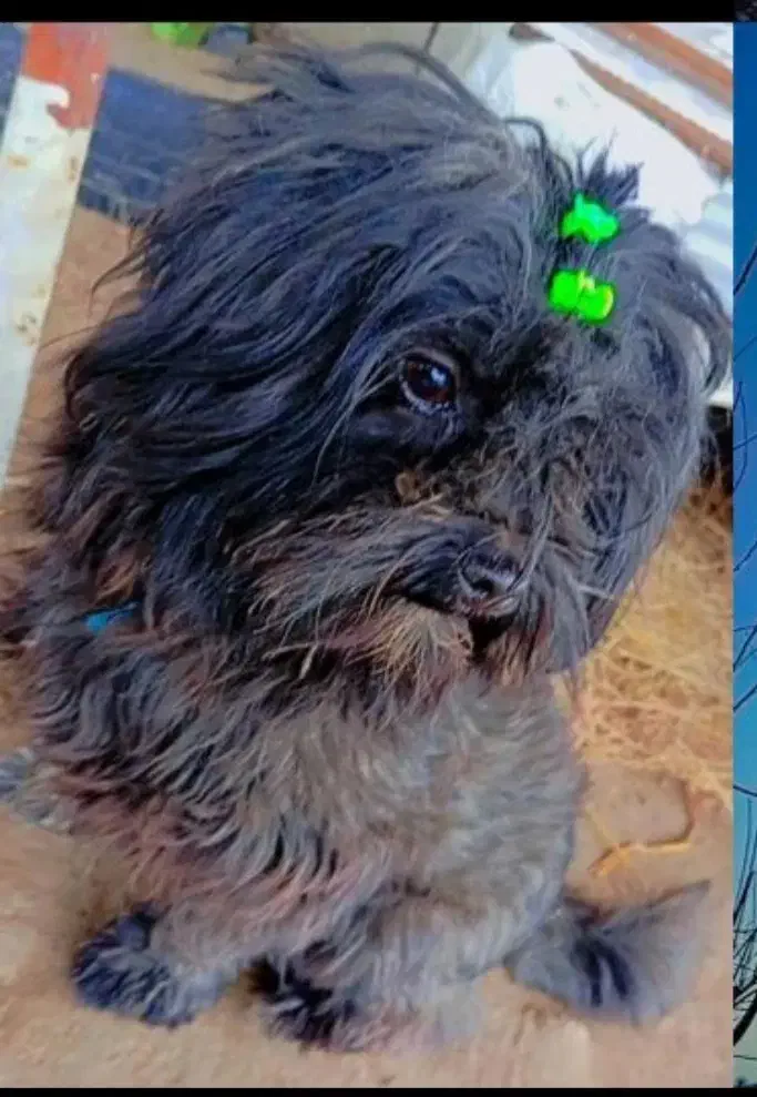 فروشی قیمت 3میلیون|سگ|آستانه اشرفیه, |دیوار