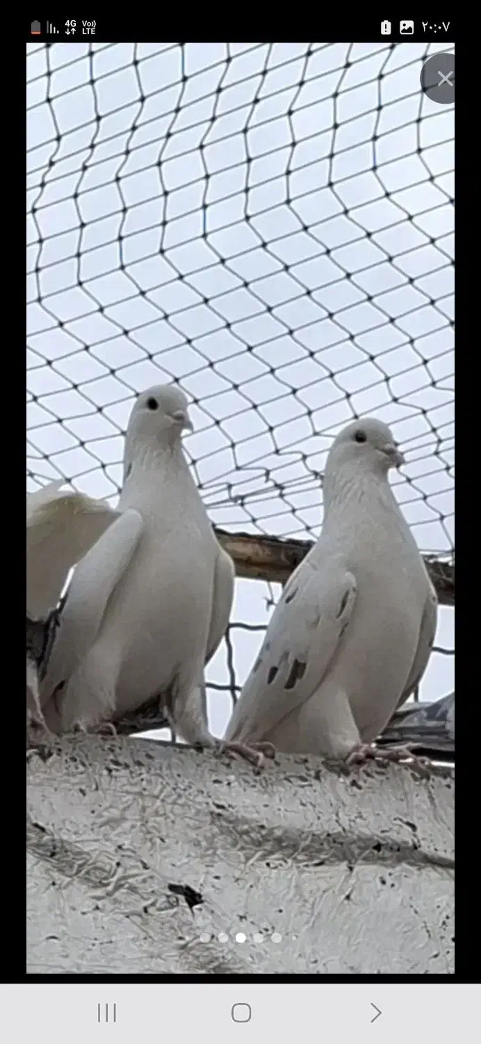 کبوتربارجدیدرسید|پرنده|کوهدشت, |دیوار