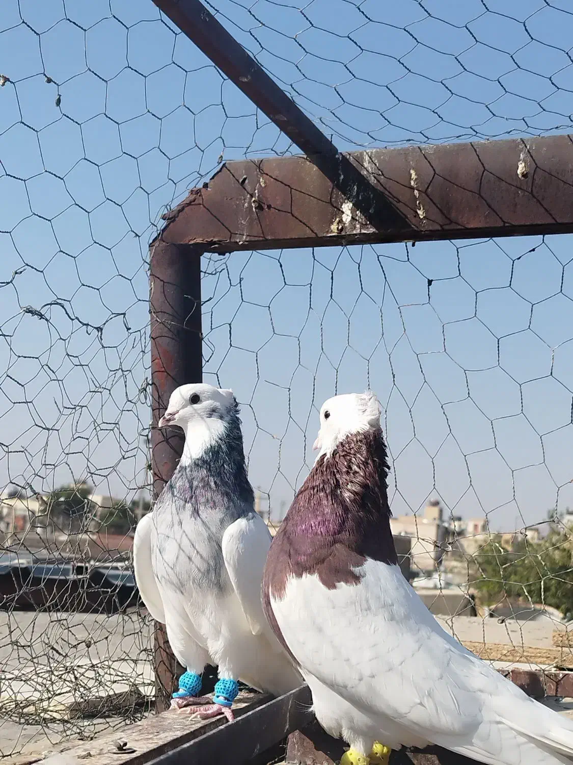 دو عدد طوقی|پرنده|شیراز, عادل آباد|دیوار