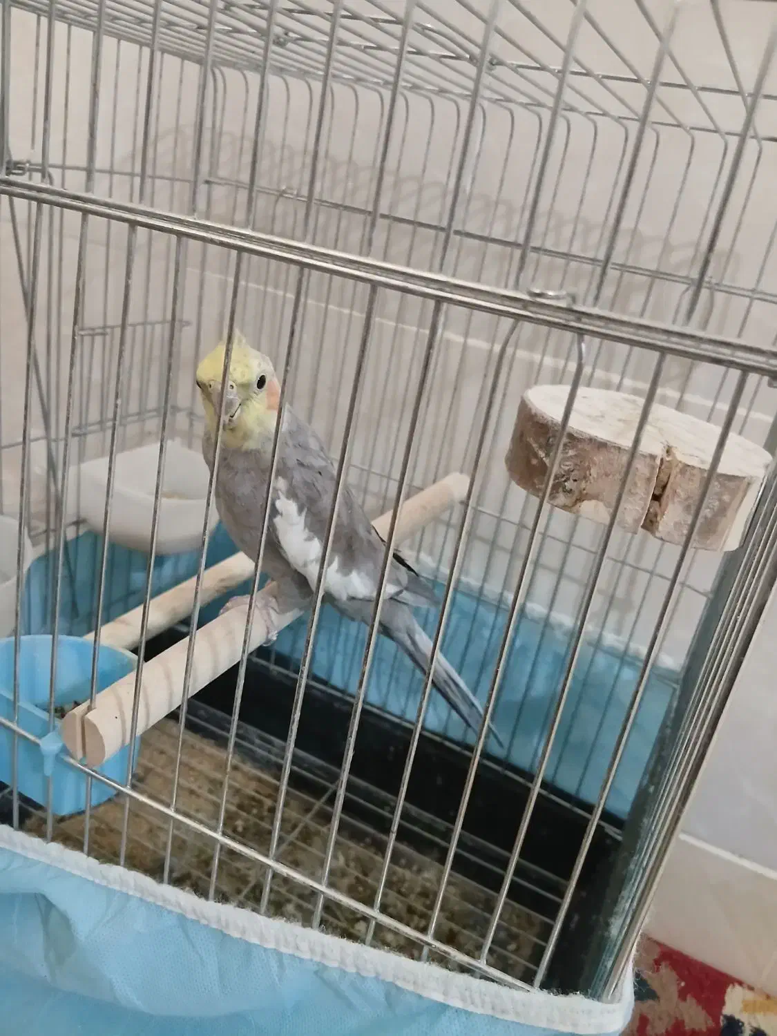 عروس هلندی نر ۱۰ ماهه|پرنده|قزوین, |دیوار