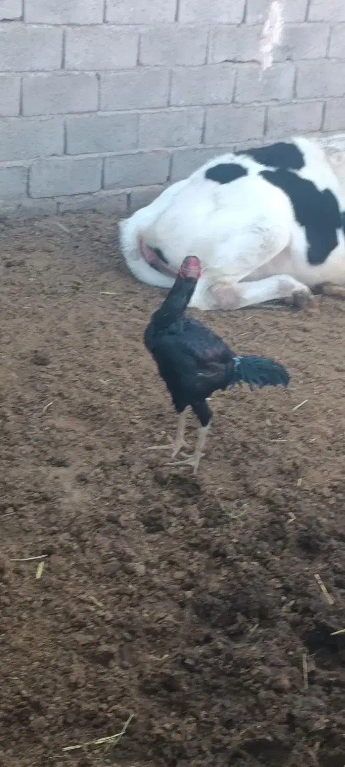 جوجه خروس سیاه|حیوانات مزرعه|پائین جام, |دیوار