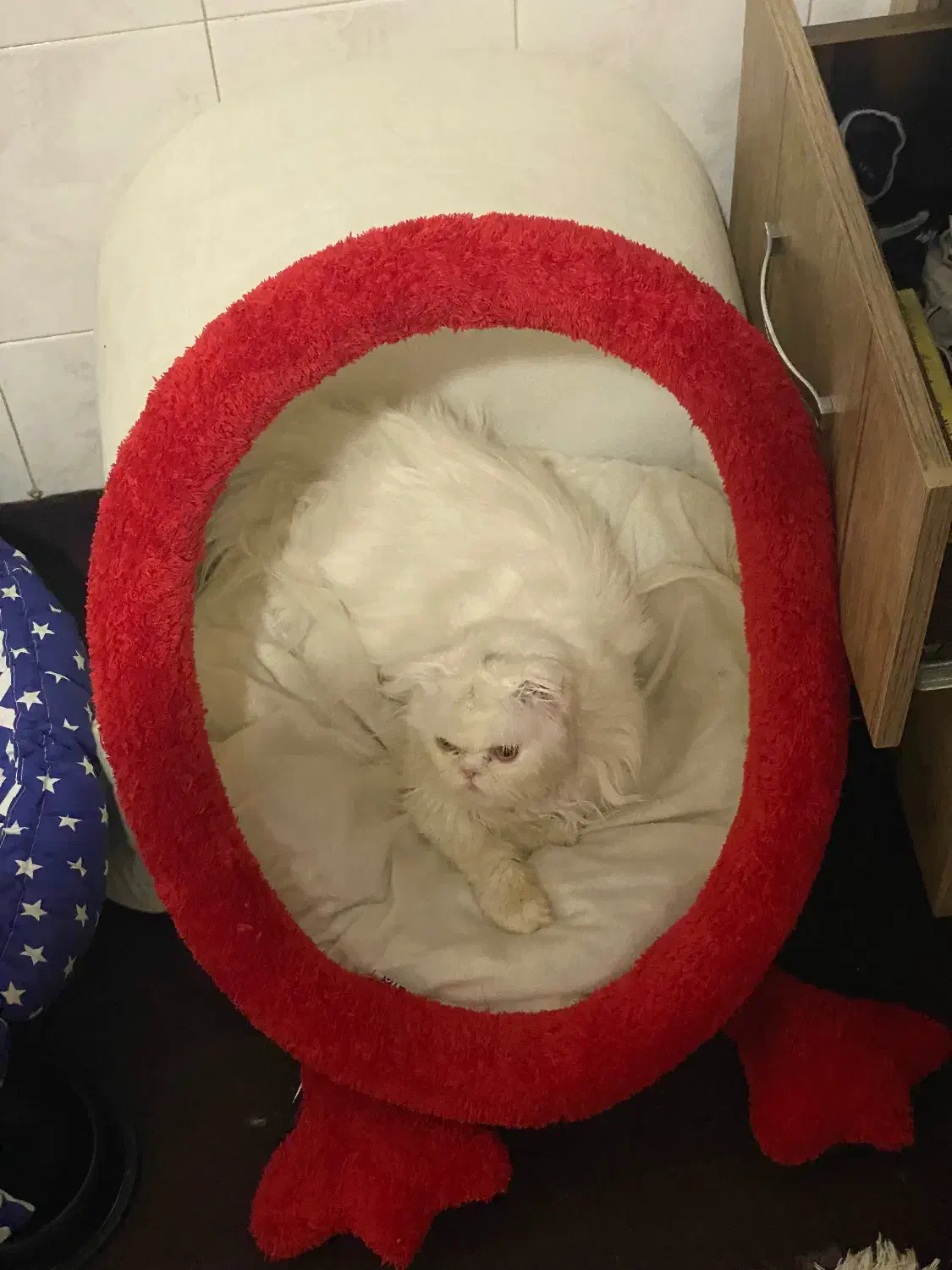 گربه|گربه|آستارا, |دیوار