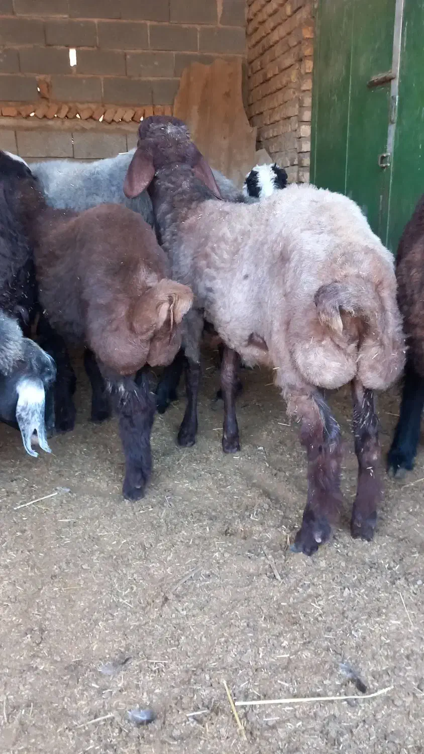 یک عددبره نرافشار|حیوانات مزرعه|گنبد کاووس, |دیوار