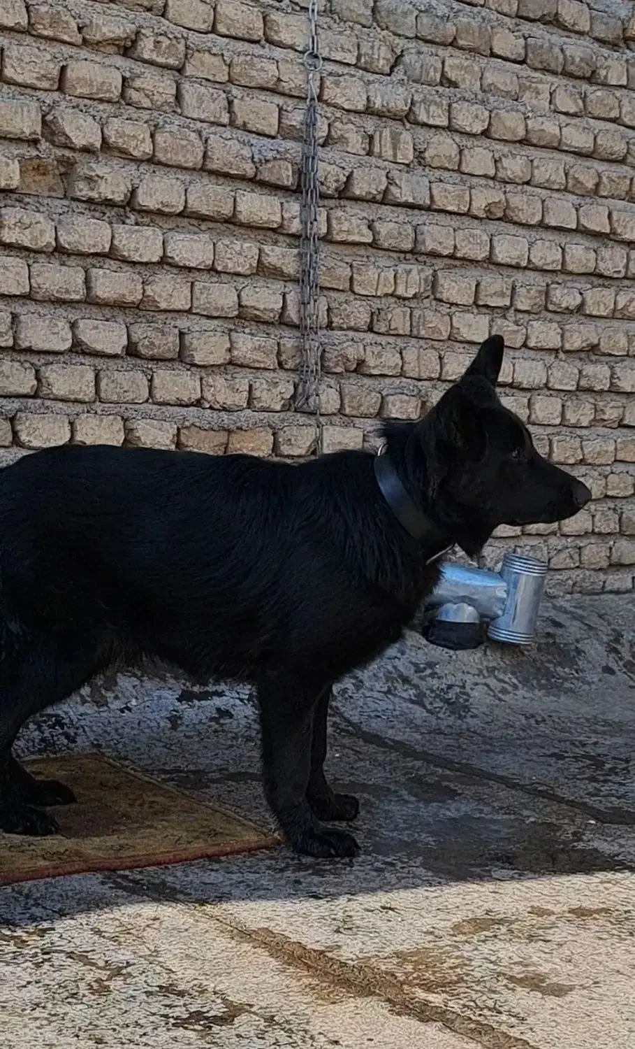 ژرمن بلک|سگ|صباشهر, |دیوار