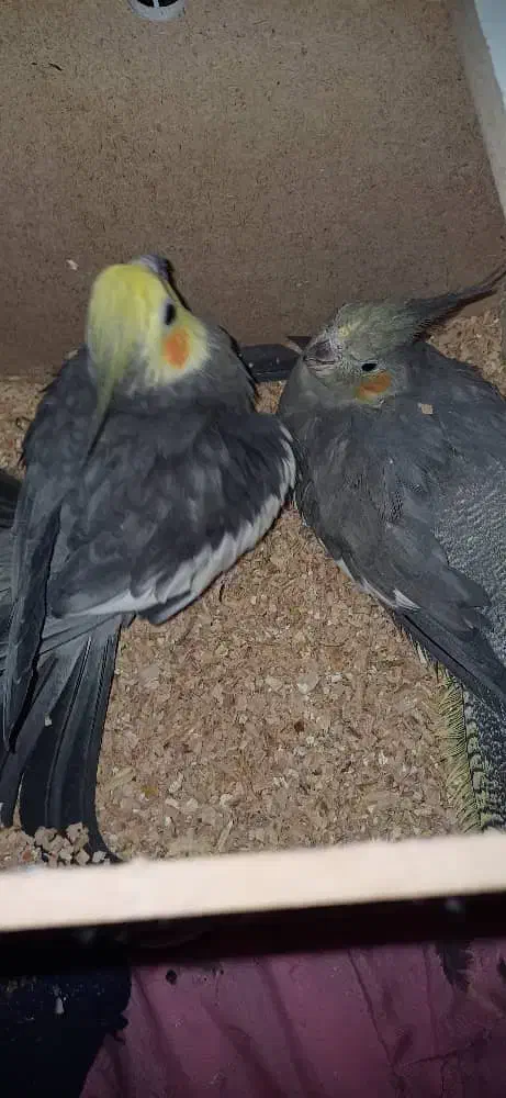 عروس هلندی سینامون|پرنده|اهواز, پردیس|دیوار