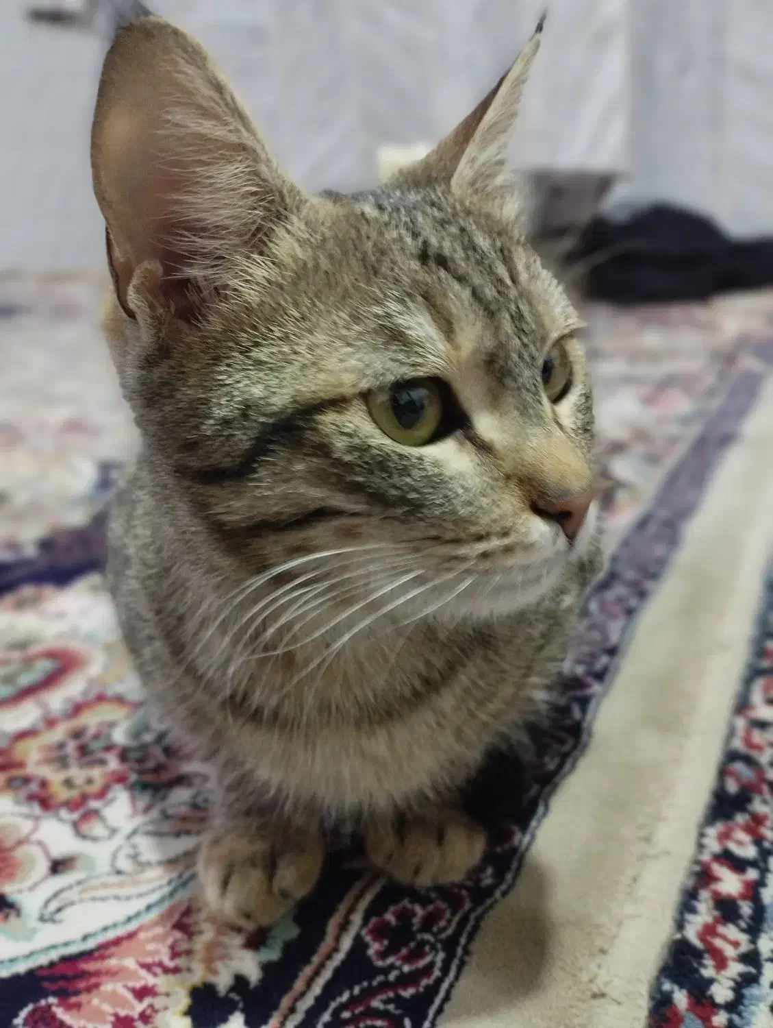 گربه گم شد|حیوانات|شیروان (خراسان), |دیوار