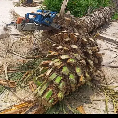 قطع و برش رایگان نخل|خدمات باغبانی و درختکاری|کازرون, |دیوار