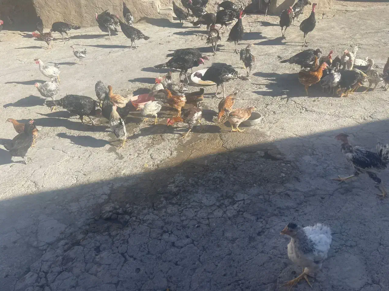 فروش مرغ و خروس محلی اصل|حیوانات مزرعه|پاتاوه, |دیوار