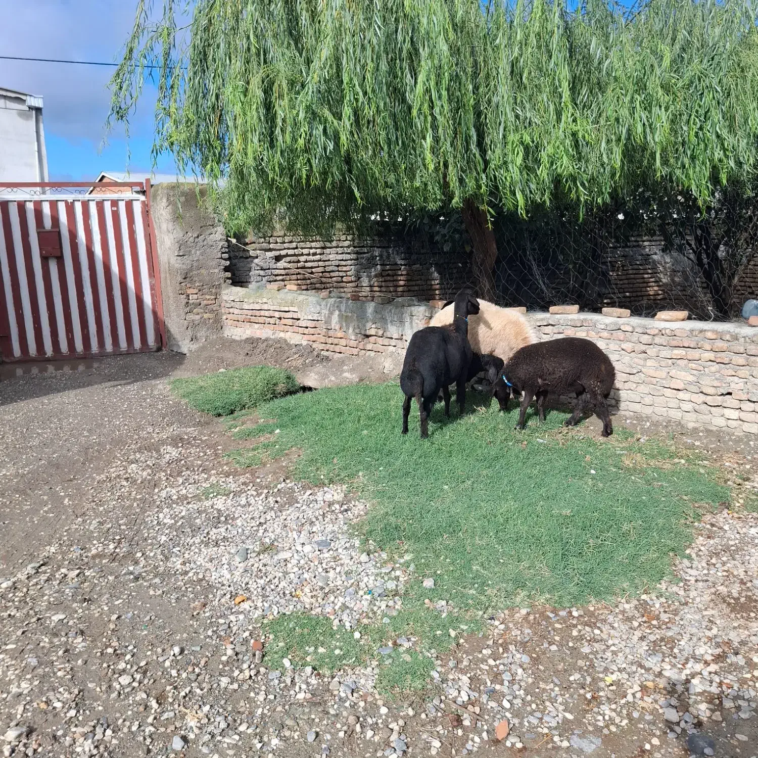 4راس گوسفند بره دار جوان افشاراصل 7راس گوسفند|حیوانات مزرعه|سیجوال, |دیوار