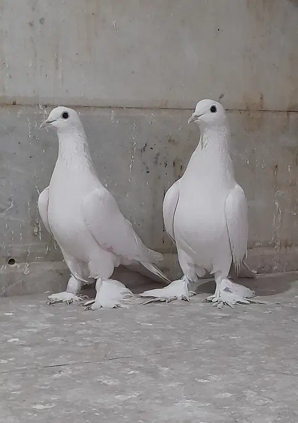 کبوتر لوتی|پرنده|تبریز, |دیوار