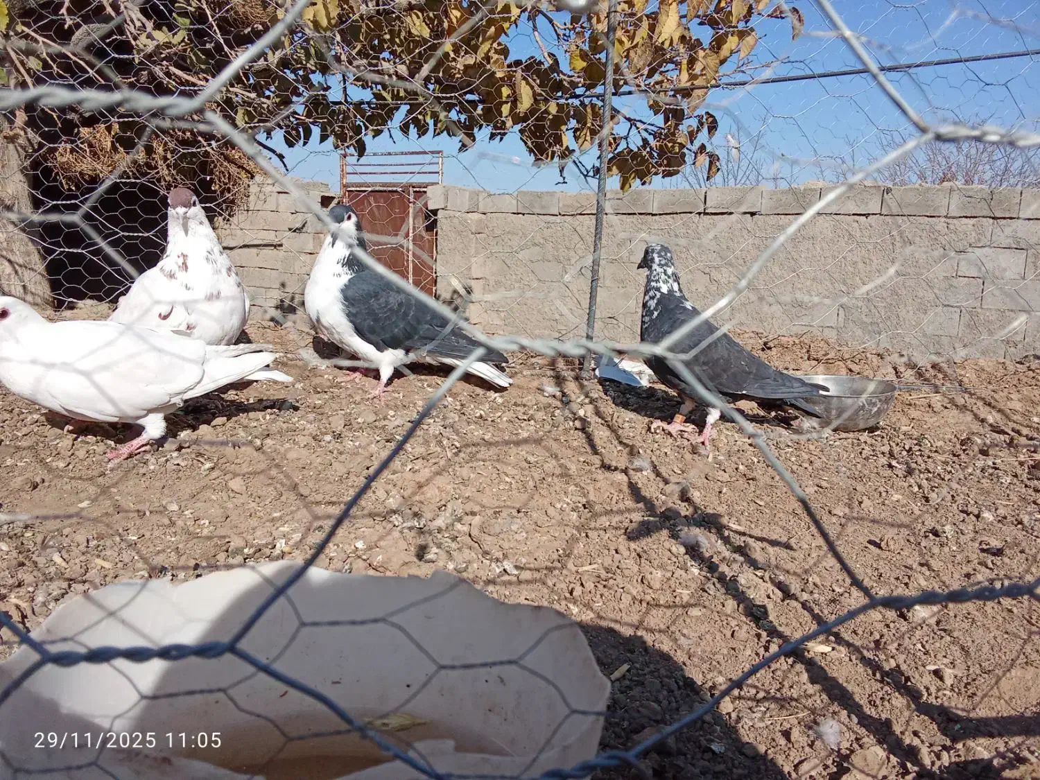 چهارتا کفتر  پرشی  فروشی جفت 700|پرنده|جغتای, |دیوار