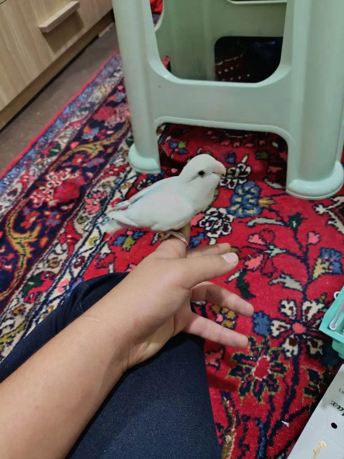 یک جفت کوتوله برزیلی|پرنده|شیراز, گلکوب|دیوار