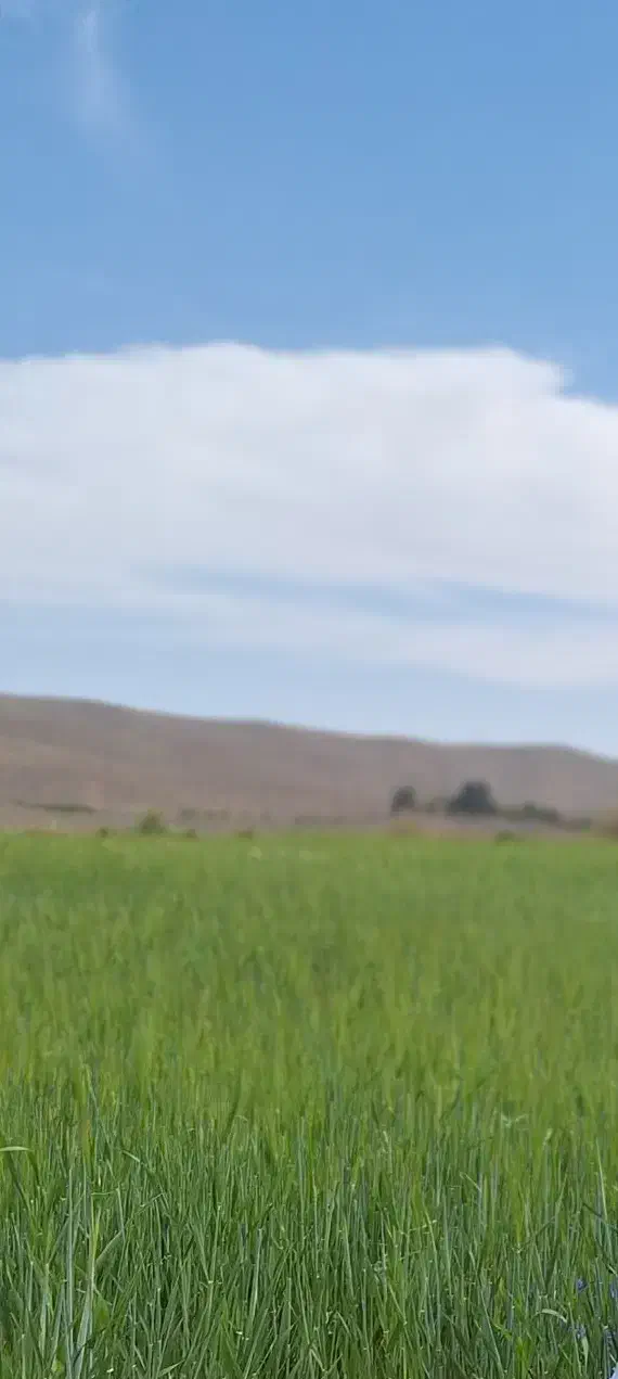 زمین کشاورزی|فروش دفتر صنعتی، کشاورزی، تجاری|فسا, |دیوار