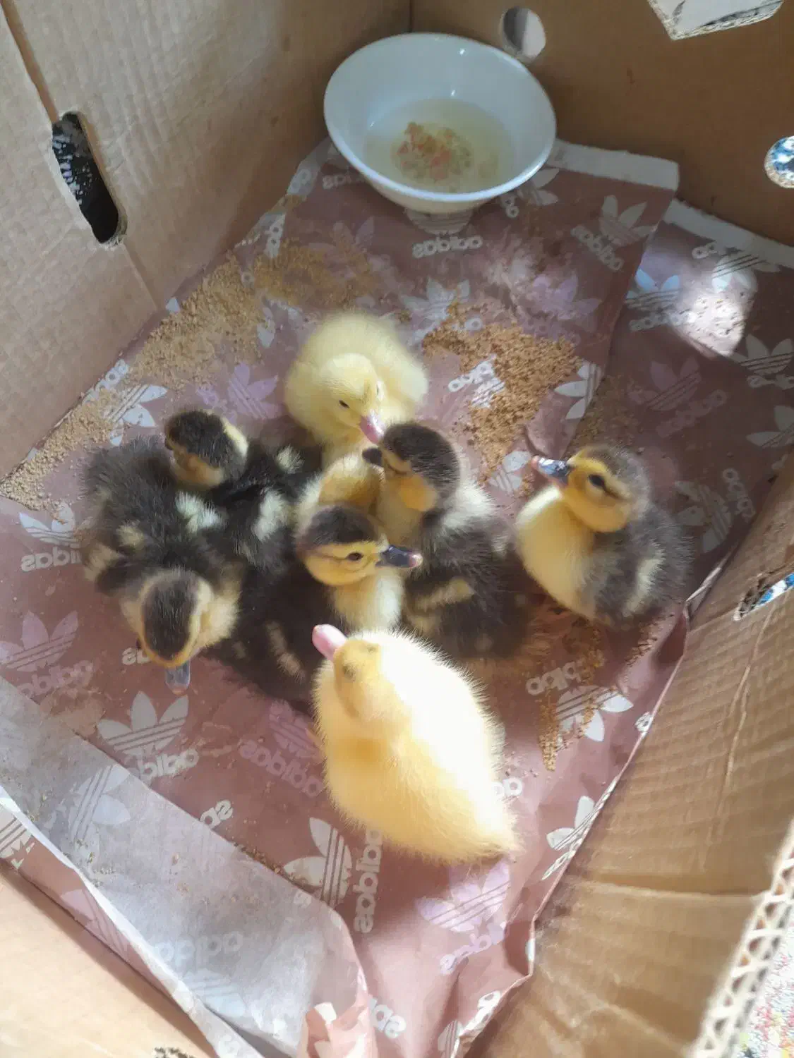 جوجه اردک خارجی توار درشت|حیوانات مزرعه|قائم‌شهر, |دیوار