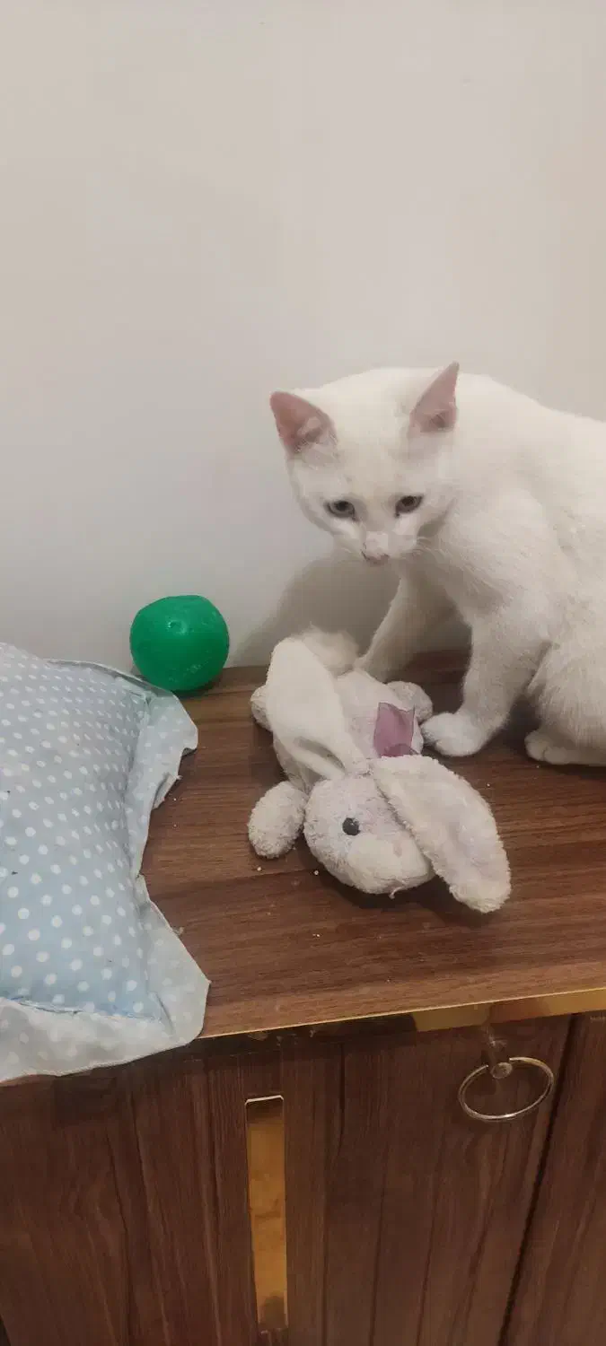 گربه پرشین|گربه|اردبیل, |دیوار