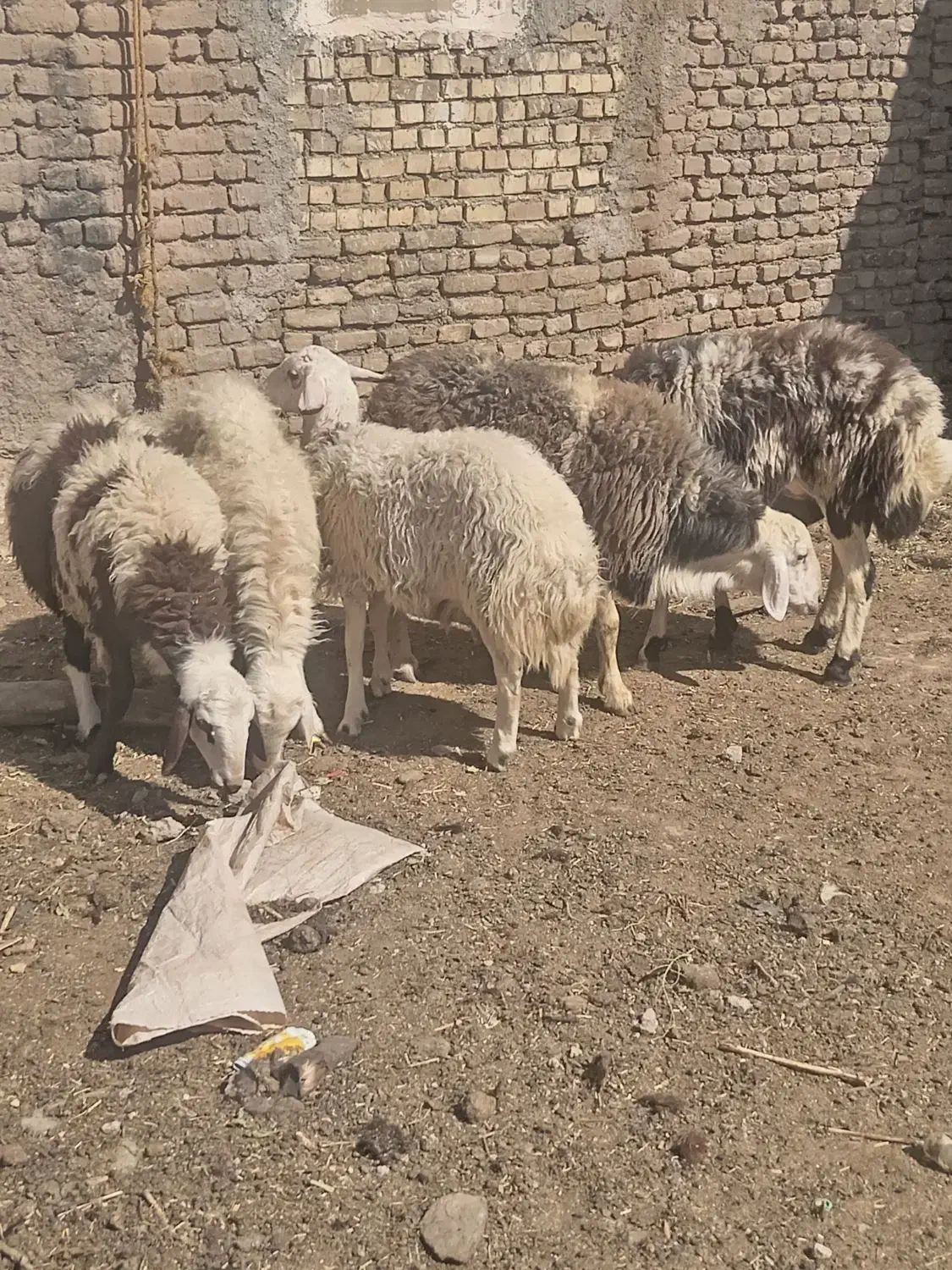 بره قوچی بروجردی|حیوانات مزرعه|جلگه رخ, |دیوار