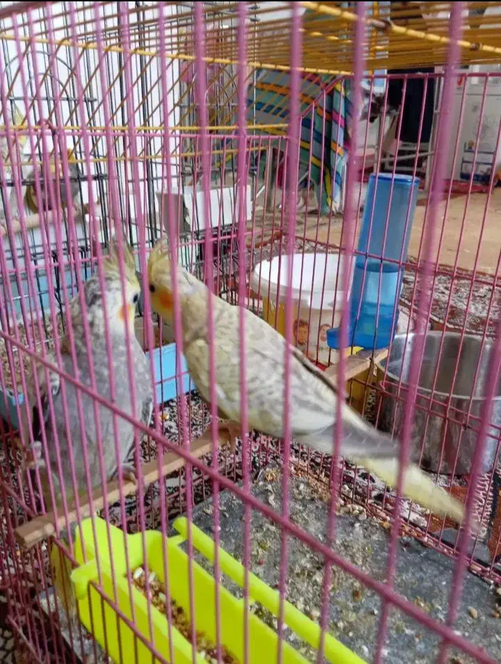 عروس هلندی|پرنده|بندر امام خمینی, |دیوار