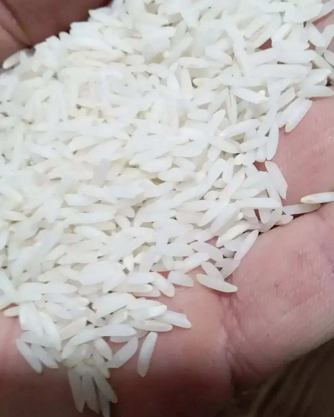 برنج هاشمی اورگانیک|خوردنی و آشامیدنی|اسالم, |دیوار