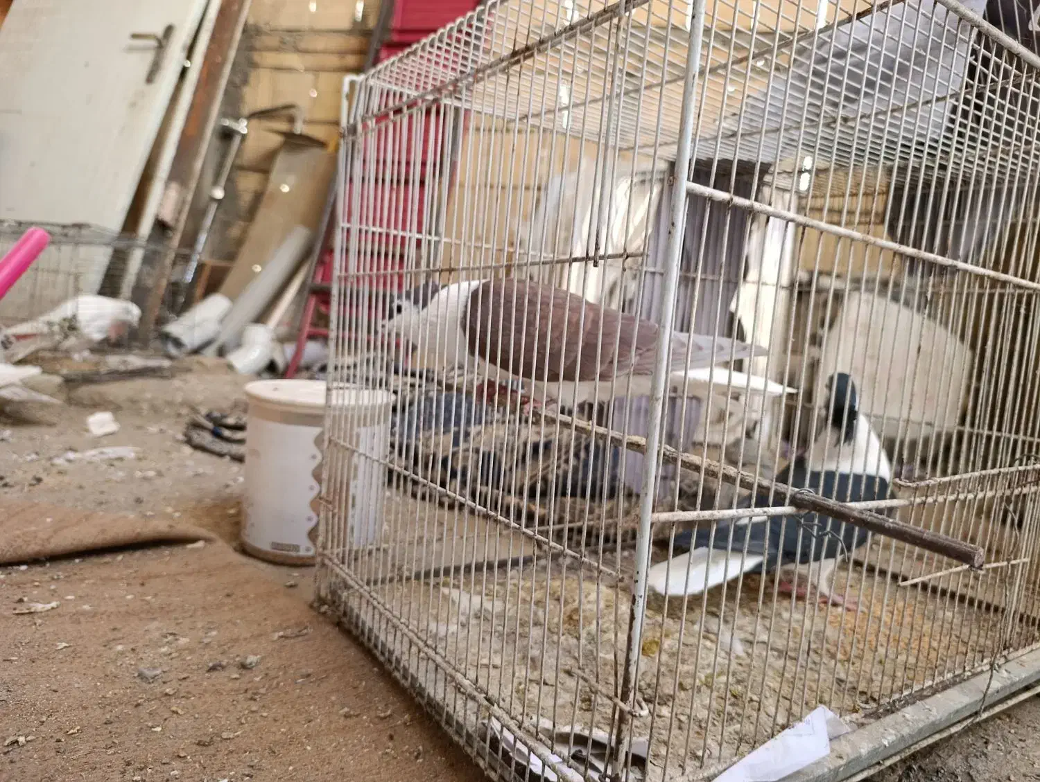 ساده افغانی کاکلی عتیقه|پرنده|مشهد, امیرآباد|دیوار