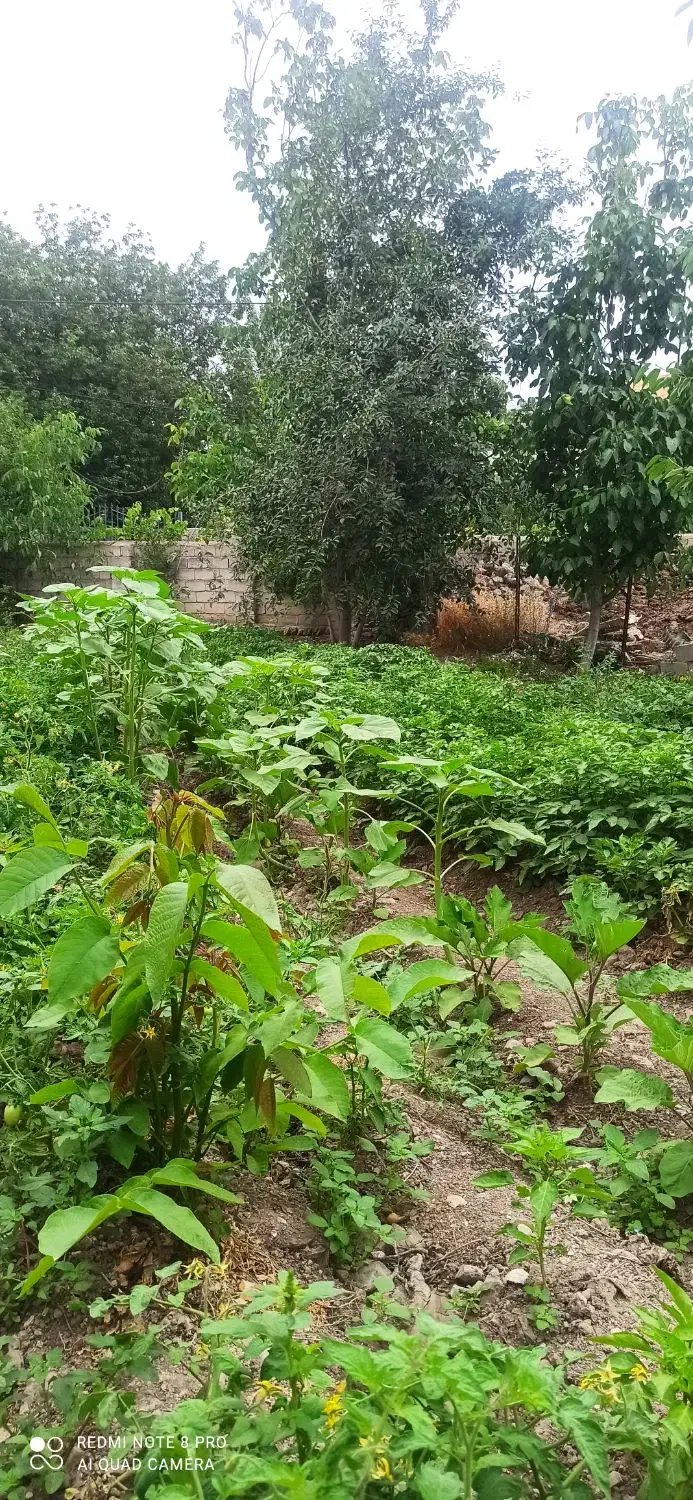 زمین مسکونی ۳۴۰مترروستای احمدآباد|فروش زمین و ملک کلنگی|مشگین شهر, |دیوار