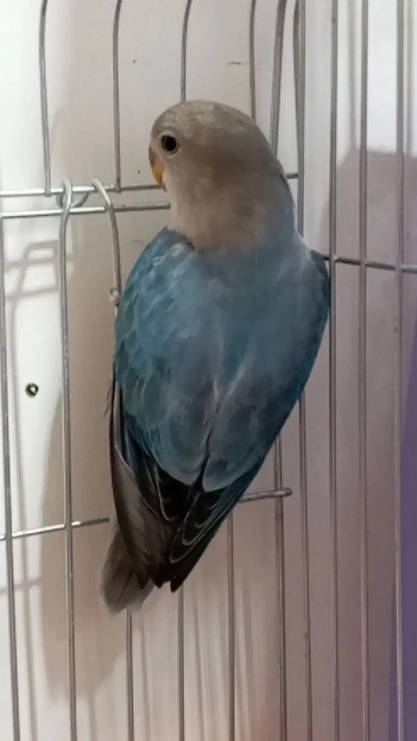 طوطی برزیلی ۲ ماهه|پرنده|محمدشهر, شهرک پیام (مهرالبرز)|دیوار