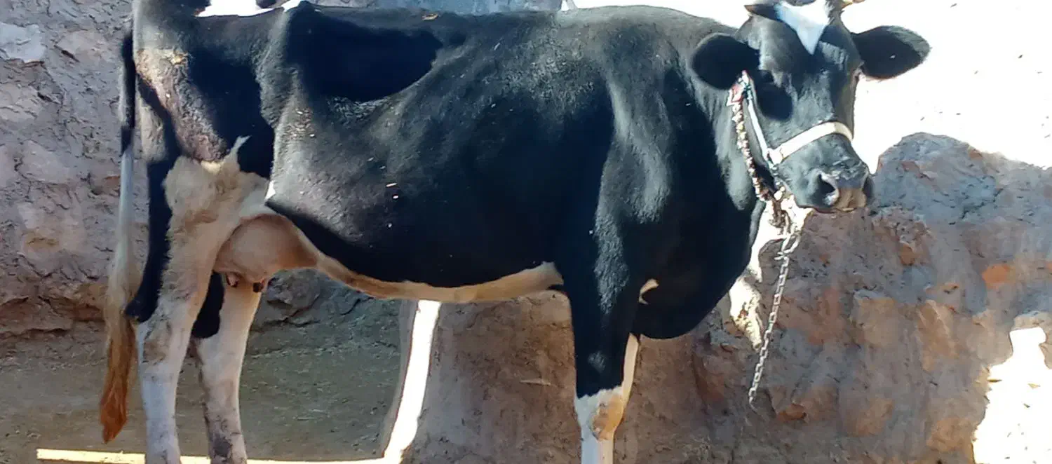 گاو شیری|حیوانات مزرعه|شباب, |دیوار