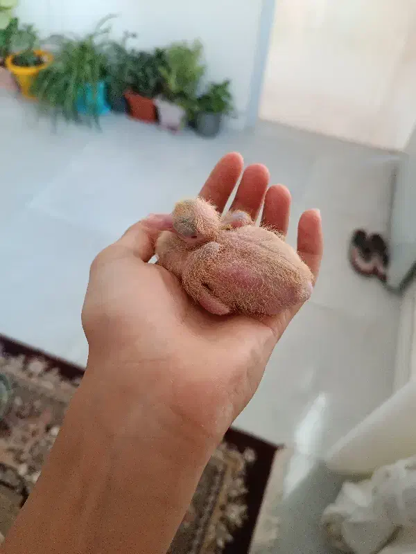 این ماده شازده زرد رو گم کردم|پرنده|اشترینان, |دیوار