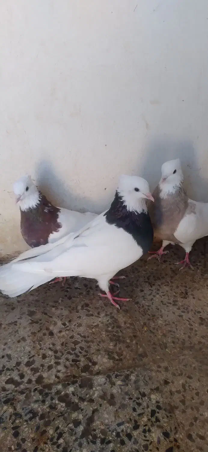 کبوتر|پرنده|بیستون, |دیوار