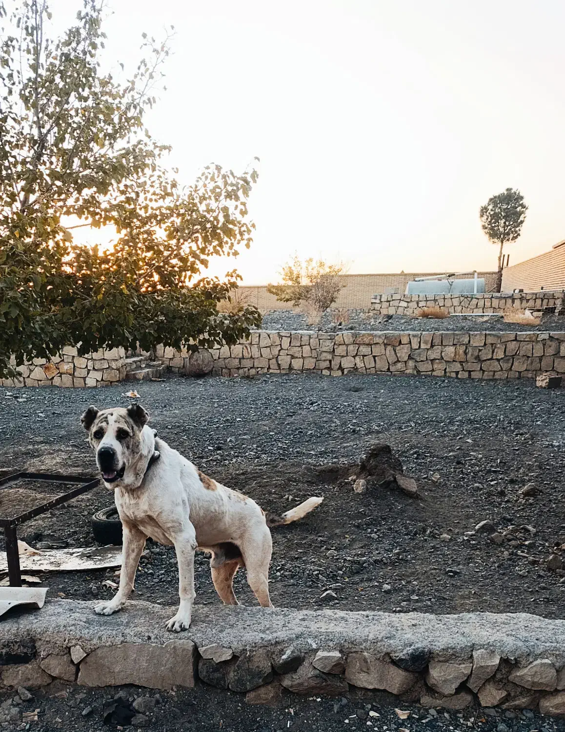 واگذاری افغان اصیل|سگ|سبزوار, قصبه غربی|دیوار