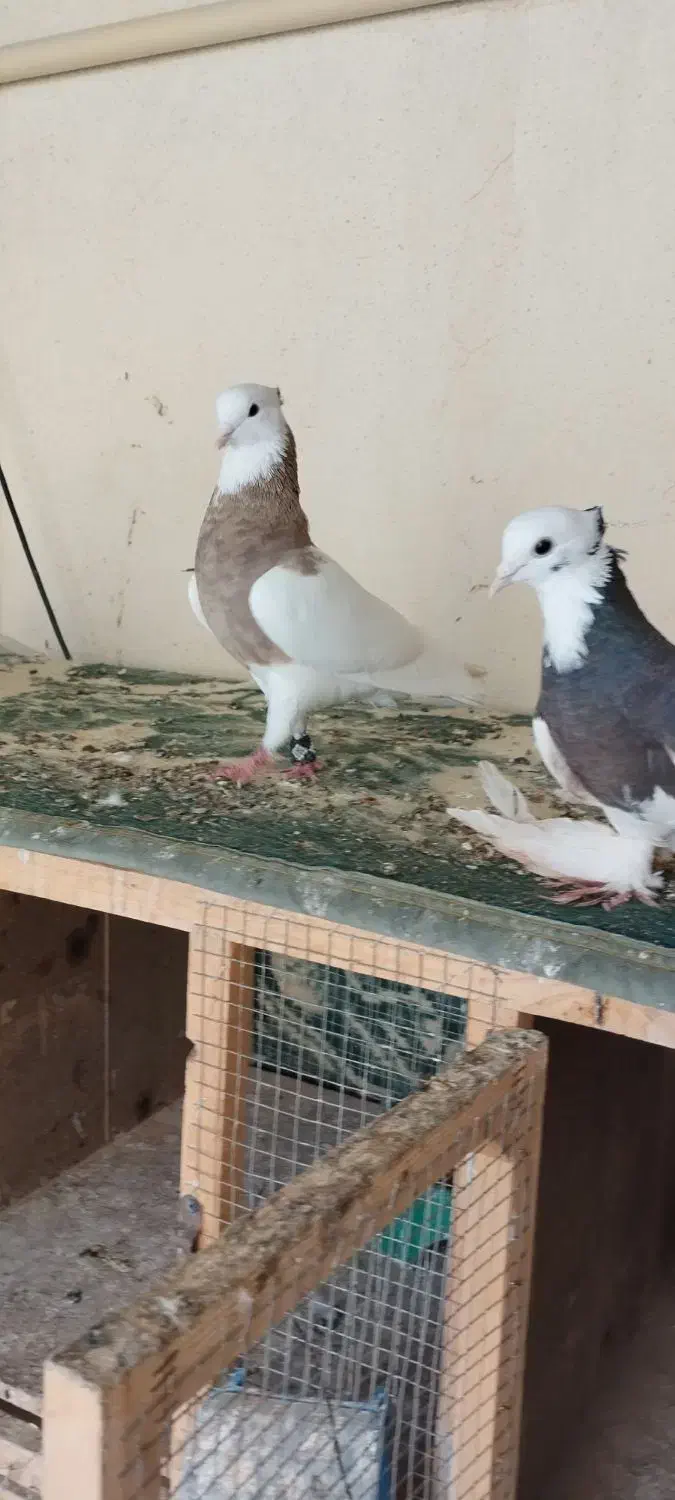 آجری نر|پرنده|بم, |دیوار