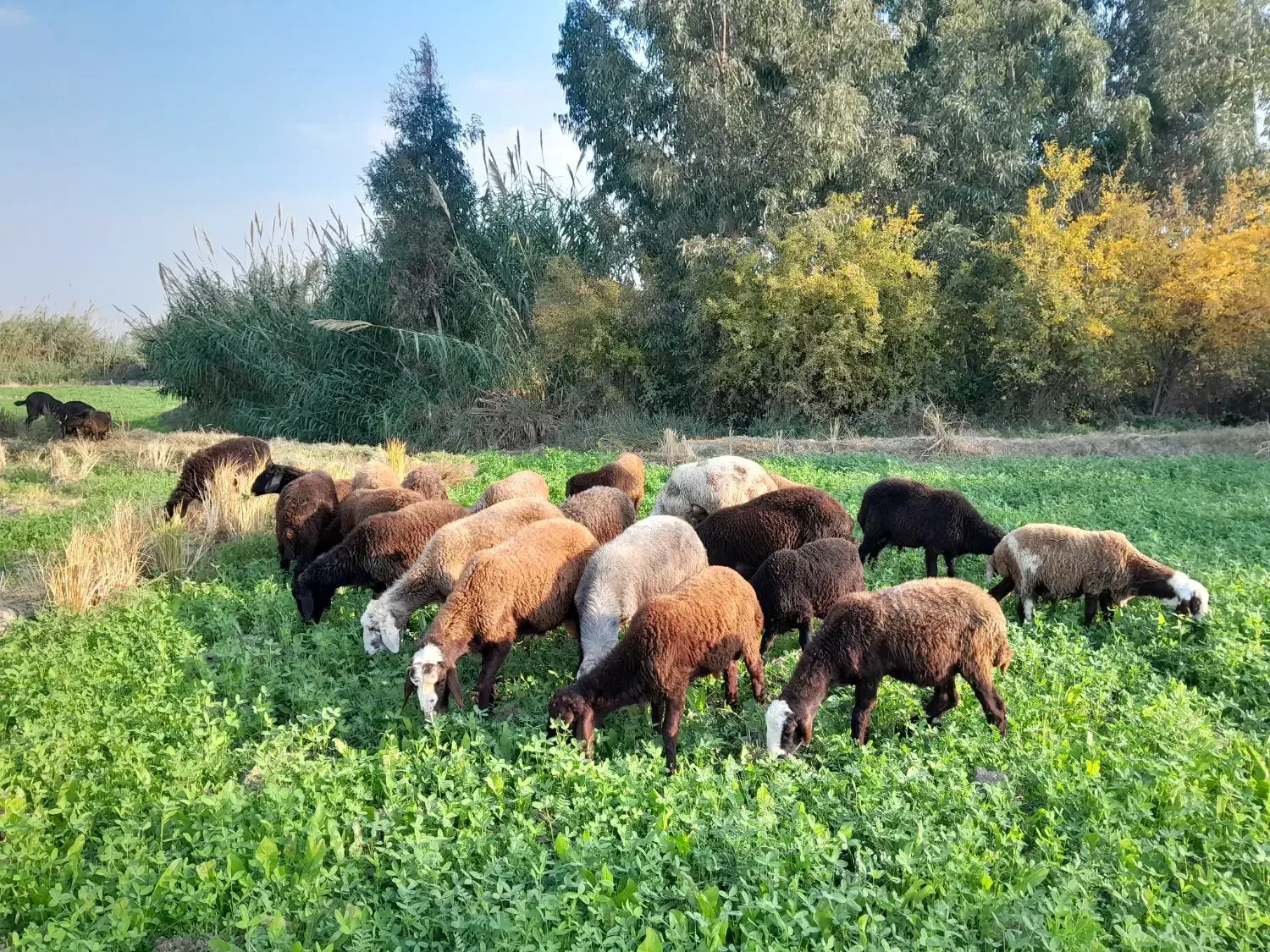 گوسفند میش نیست ۲۲ عدد بره وبز غالب هستش|حیوانات مزرعه|گرگان, |دیوار