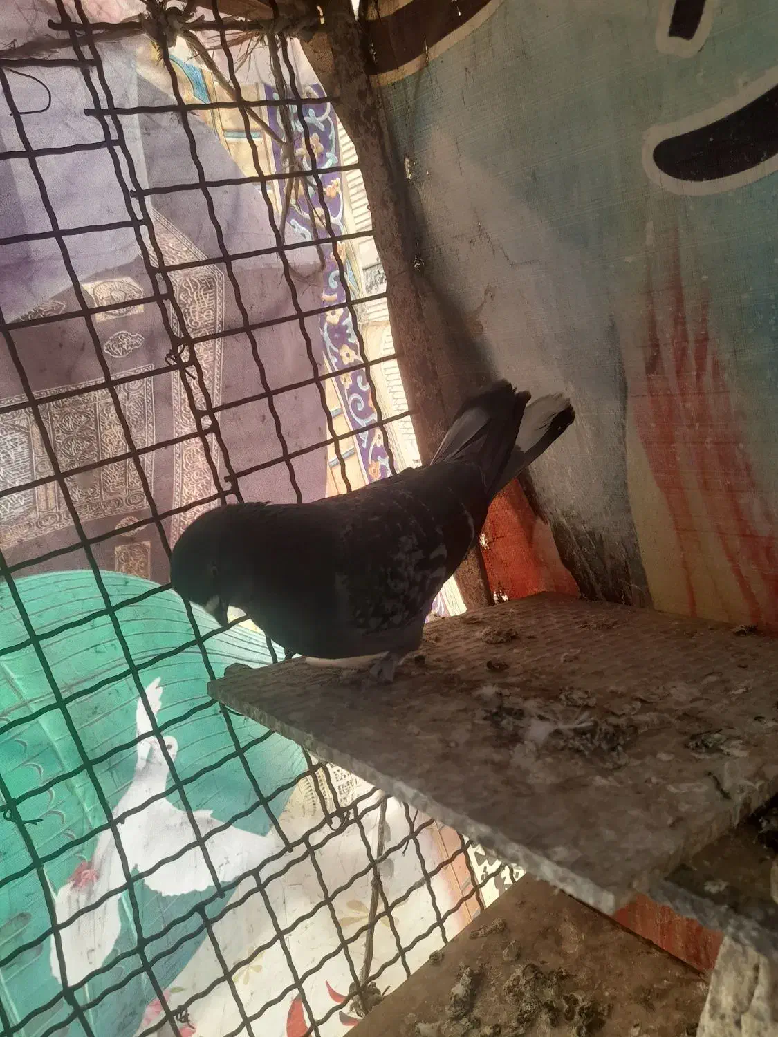 کفتر|پرنده|نظرآباد, رسالت|دیوار